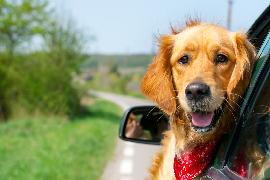 Bring your dog on holiday